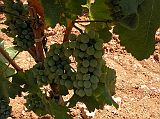 Bekaa Valley 07 White Grapes On The Vine Outside Caves De Ksara